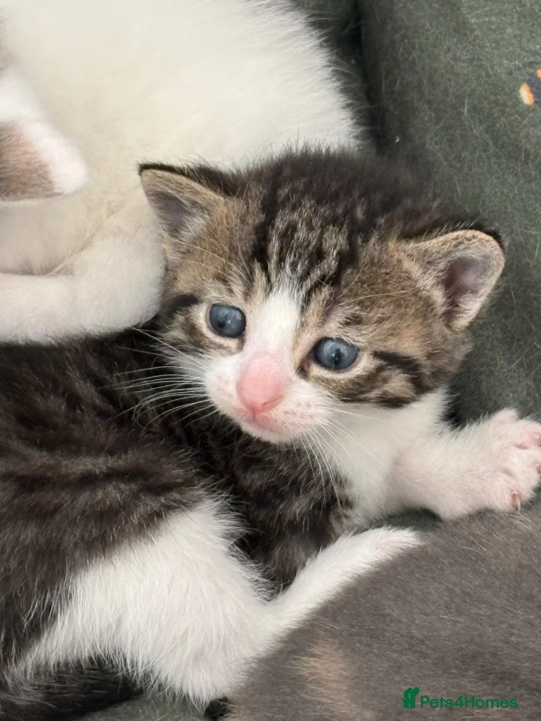 Domestic Shorthair cats for sale: Our beautiful litter of kittens  in Bideford - Advert 2