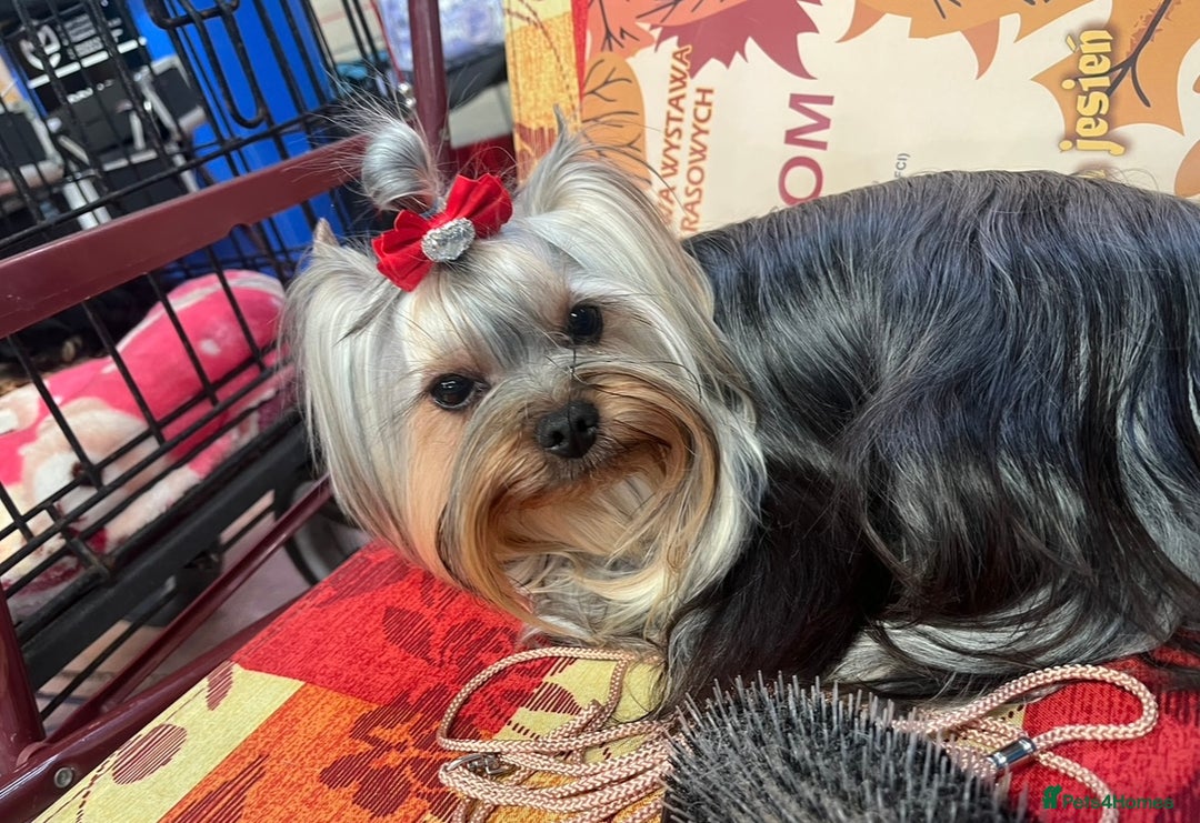 Yorkshire Terrier dogs for sale: Yorkshire Terriers - couple  - Image 6