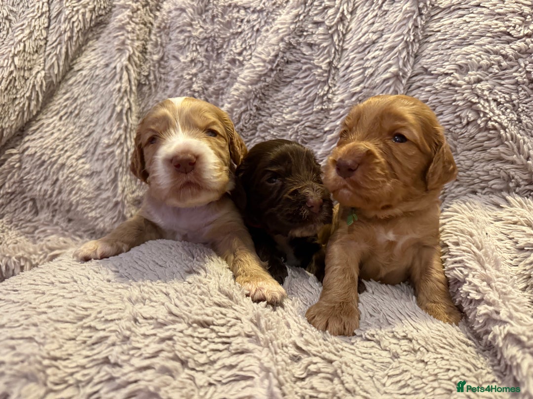 Cocker Spaniel dogs for sale: Cocker spaniel puppies  - Advert 2