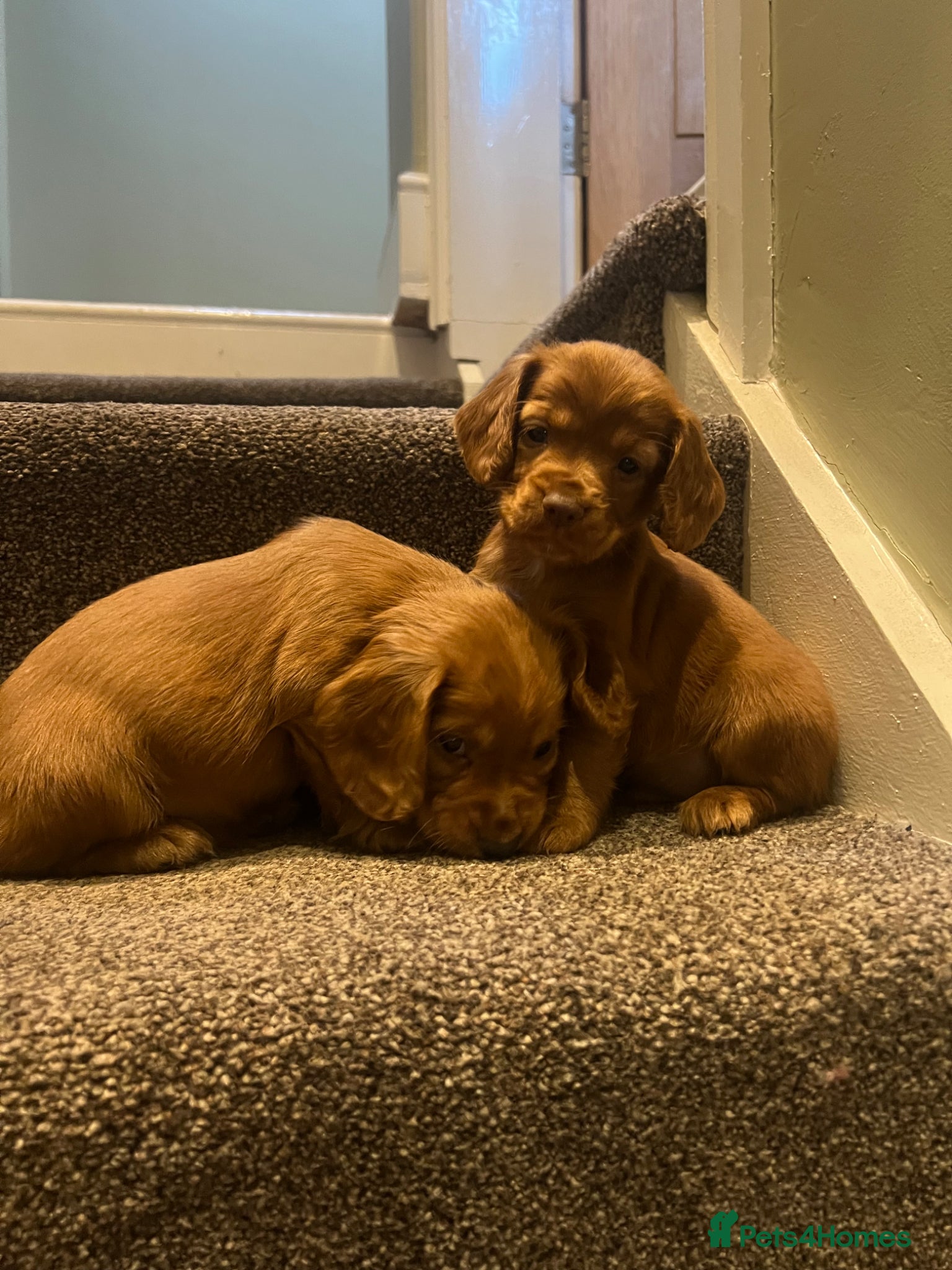 Cocker Spaniel dogs Working cocker spaniel kc registered boys only  - Advert 2