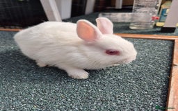 Netherland Dwarf rabbits for sale: Female doe netherland dwarf 9 week old  - Image 3
