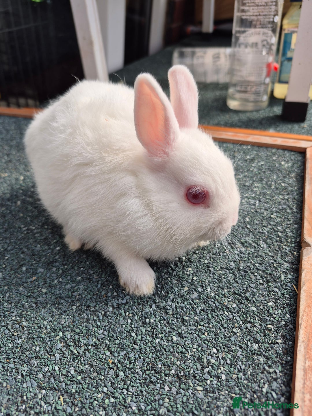 Netherland Dwarf rabbits for sale: Female doe netherland dwarf 9 week old  - Image 3