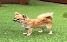 Chihuahua dogs for sale: Gorgeous Longcoat little boy - Image 5
