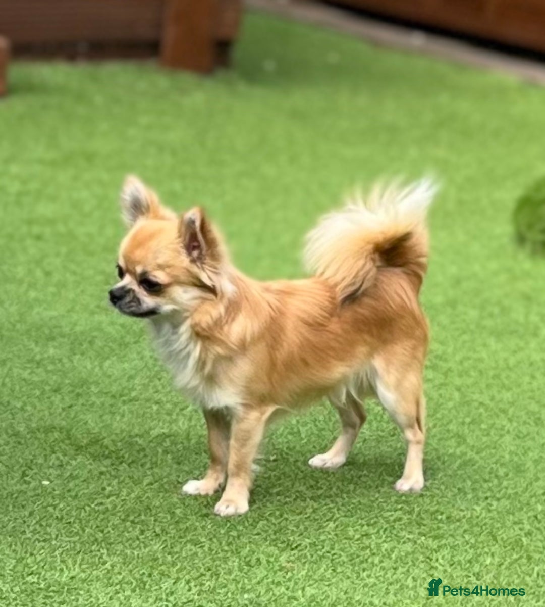 Chihuahua dogs for sale: Gorgeous Longcoat little boy - Image 5