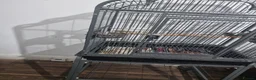 Parrots birds for sale: Beautiful rare Albino ringneck talking parrot   - Advert 3