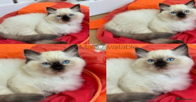 Ragdoll cats - Advert 1