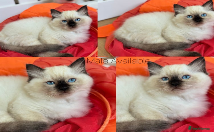 Ragdoll cats - Advert 4