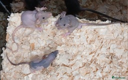 Rat rodents for sale: Naked Dumbo Rat's Males and Female's - Image 7