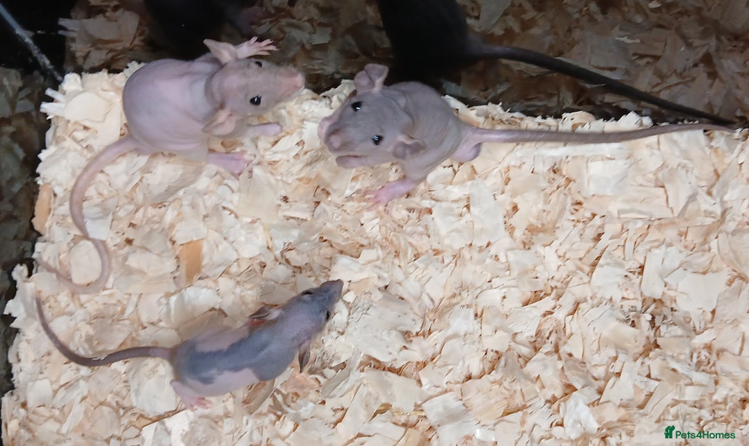 Rat rodents for sale: Naked Dumbo Rat's Males and Female's - Image 7