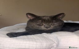 British Shorthair cats for sale: Male Blue grey bsh cat  - Image 2