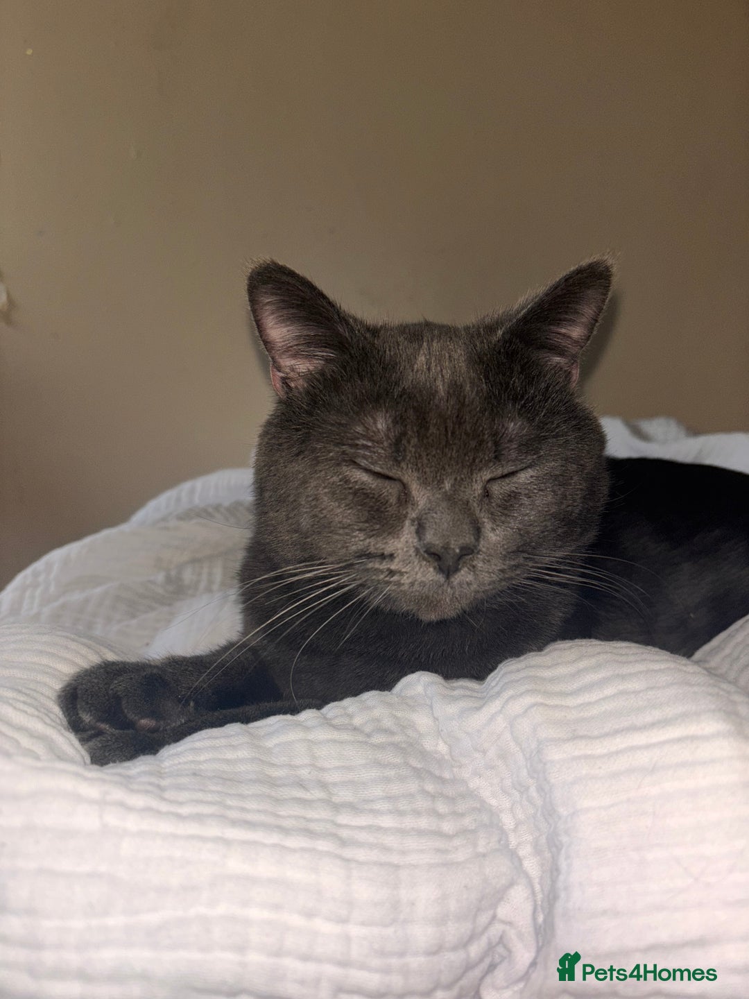 British Shorthair cats for sale: Male Blue grey bsh cat  - Image 2