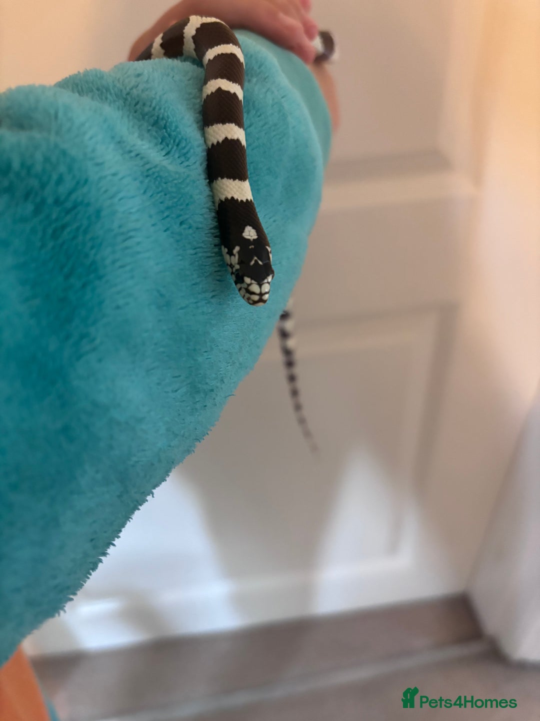 King Snake reptiles for sale: California King Snake - Image 2