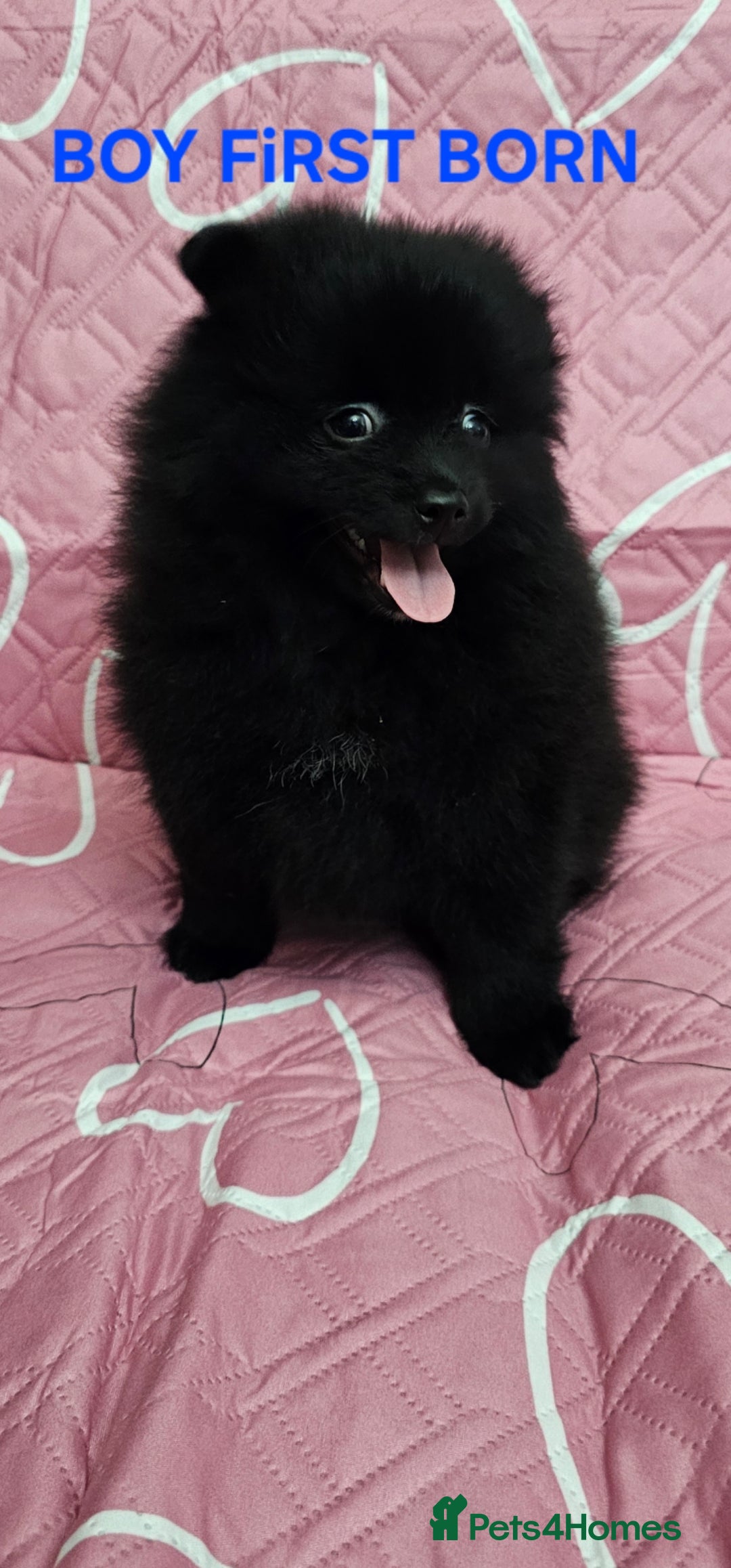 Pomeranian dogs 3 KC HANDSOME POMERANIAN BOYS - Advert 6