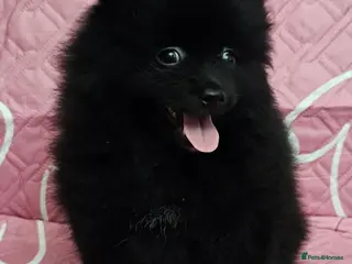 Pomeranian dogs 3 KC HANDSOME POMERANIAN BOYS - Advert 6