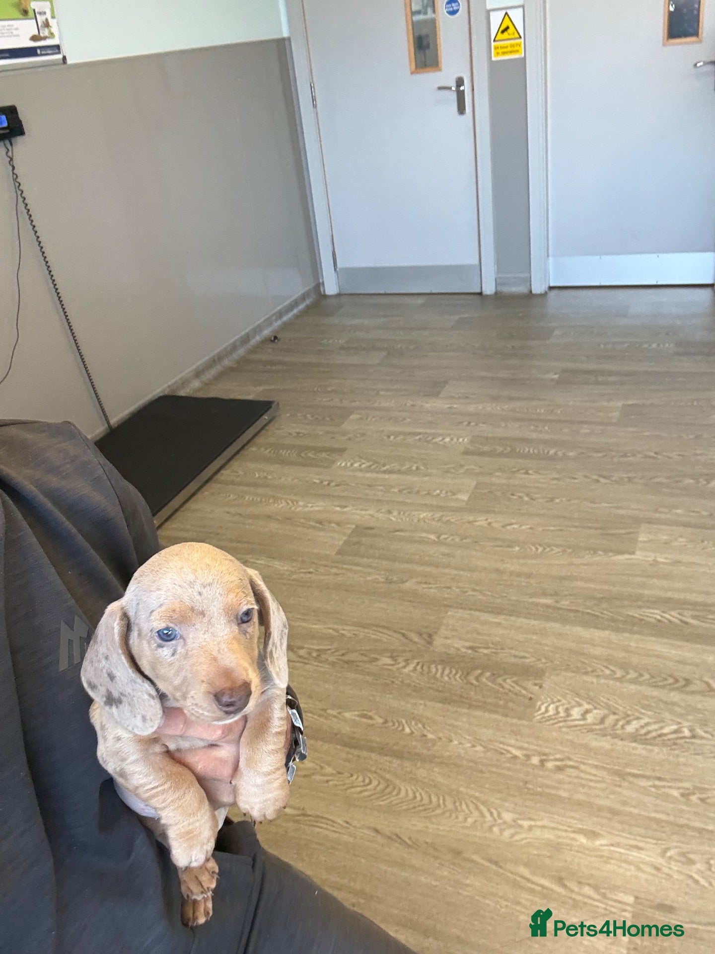 Dachshund dogs Dapple Cream Boy  - Advert 2