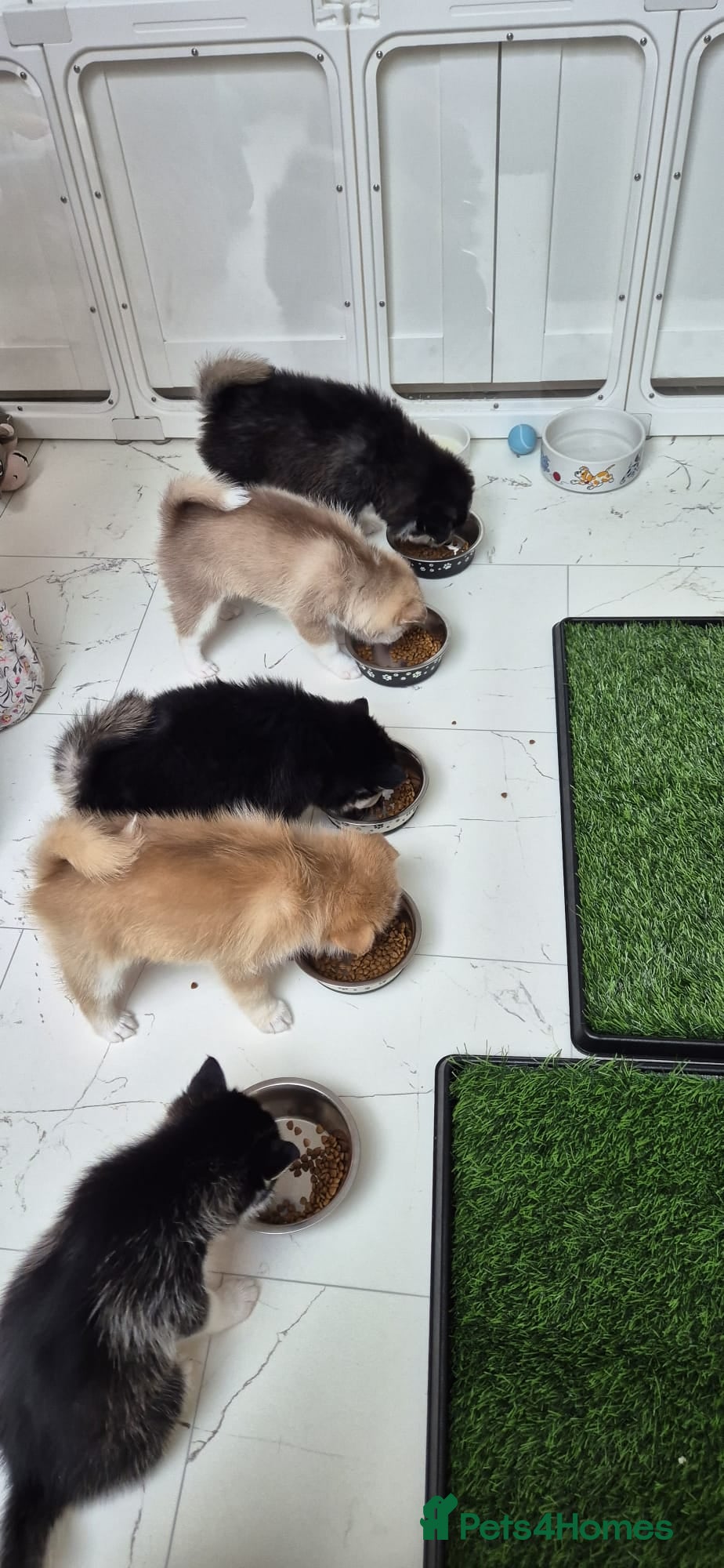 Pomsky dogs STUNNING POMSKY PUPPIES  - Advert 2