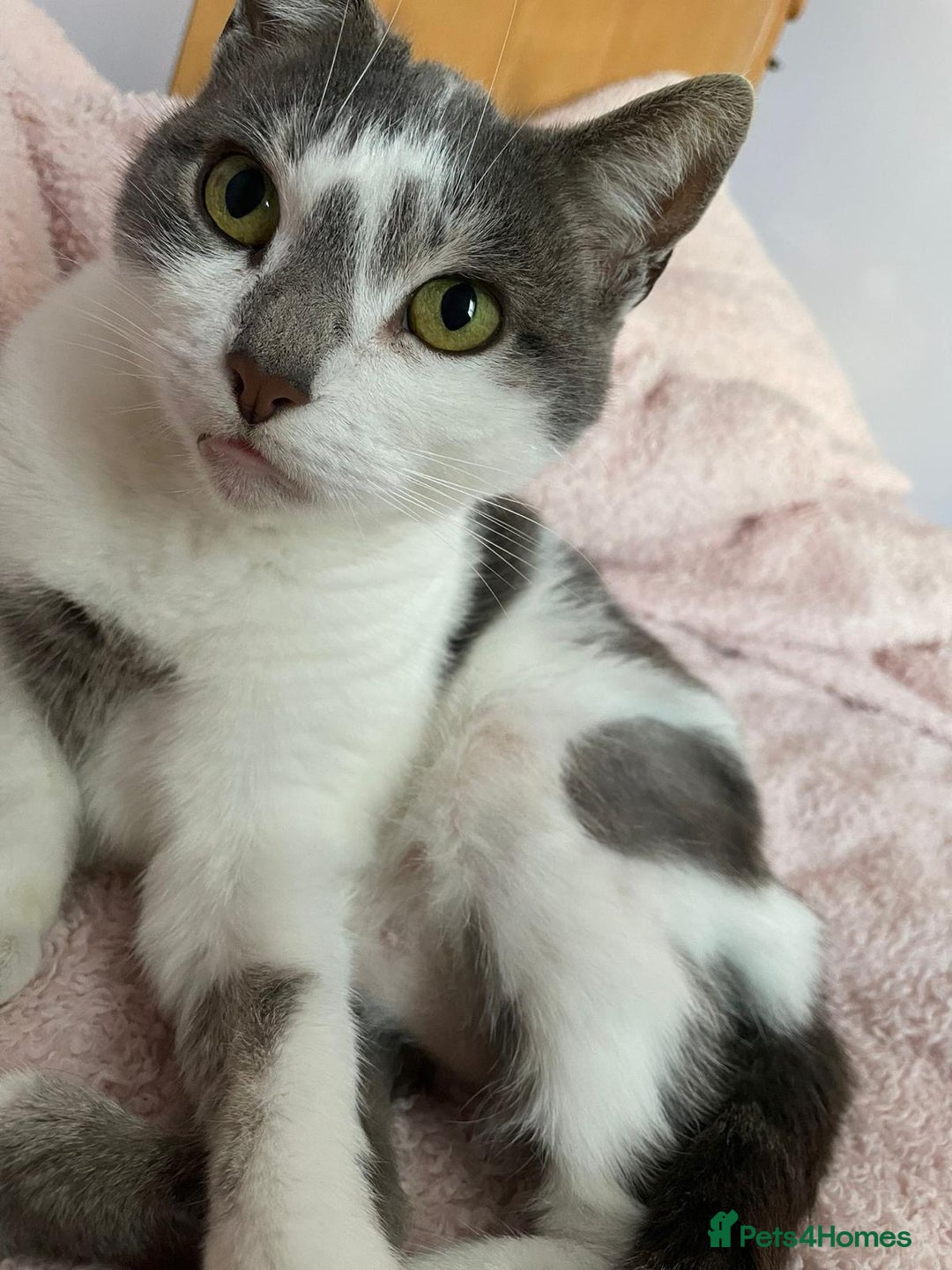 British Shorthair cats for sale: New home required - Advert 7