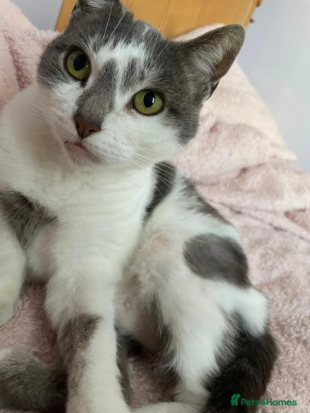 British Shorthair cats for sale: New home required - Advert 7