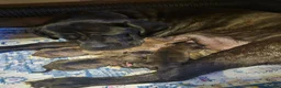 Mixed Breed dogs for sale: Beautiful Brindle Cane Corso/ Mastiff pups - Advert 14