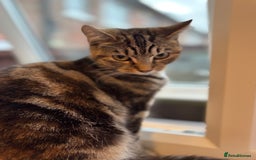 Mixed Breed cats for sale: 2 tabby males - Image 6