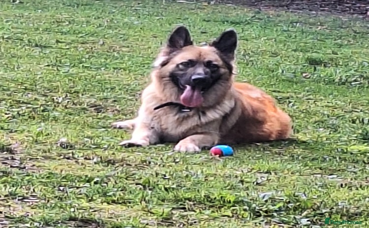 German Shepherd dogs Long haired German shepherd  - Advert 1