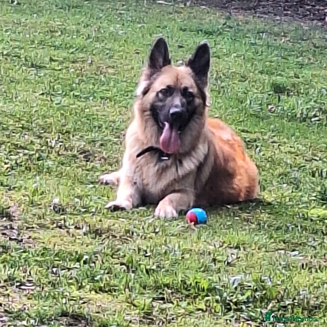 German Shepherd dogs for sale: Long haired German shepherd  - Advert 1