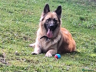 German Shepherd dogs for sale: Long haired German shepherd - Advert 1