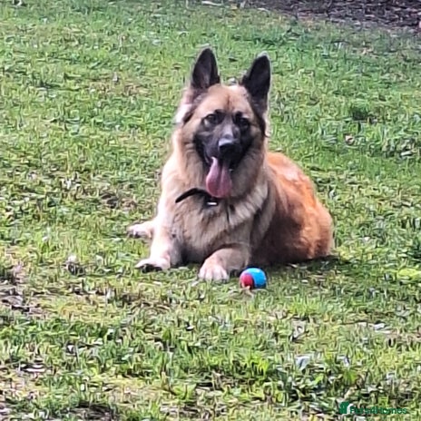 German Shepherd dogs Long haired German shepherd - Advert 1