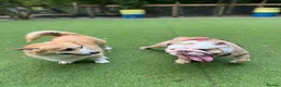 English Bulldog dogs for sale: Ernie  in London - Advert 2
