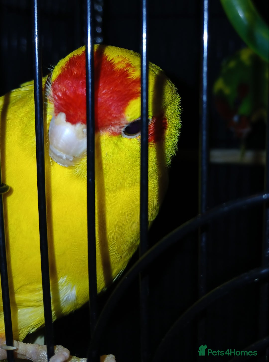 Parakeets birds for sale: Kakariki's x3 Males dna'd Kakariki's  - Advert 25