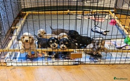 Cocker Spaniel dogs for sale: Show type Cocker spaniel puppies for sale - Image 12