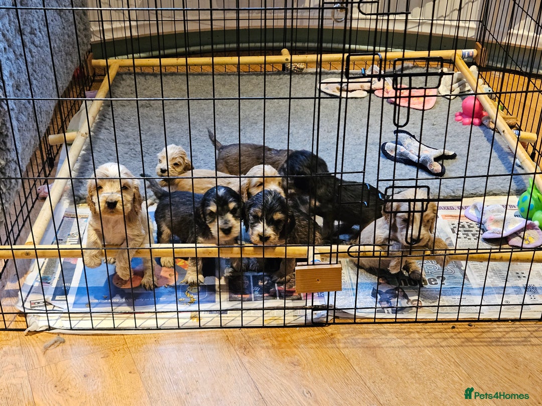 Cocker Spaniel dogs for sale: Show type Cocker spaniel puppies for sale - Image 12