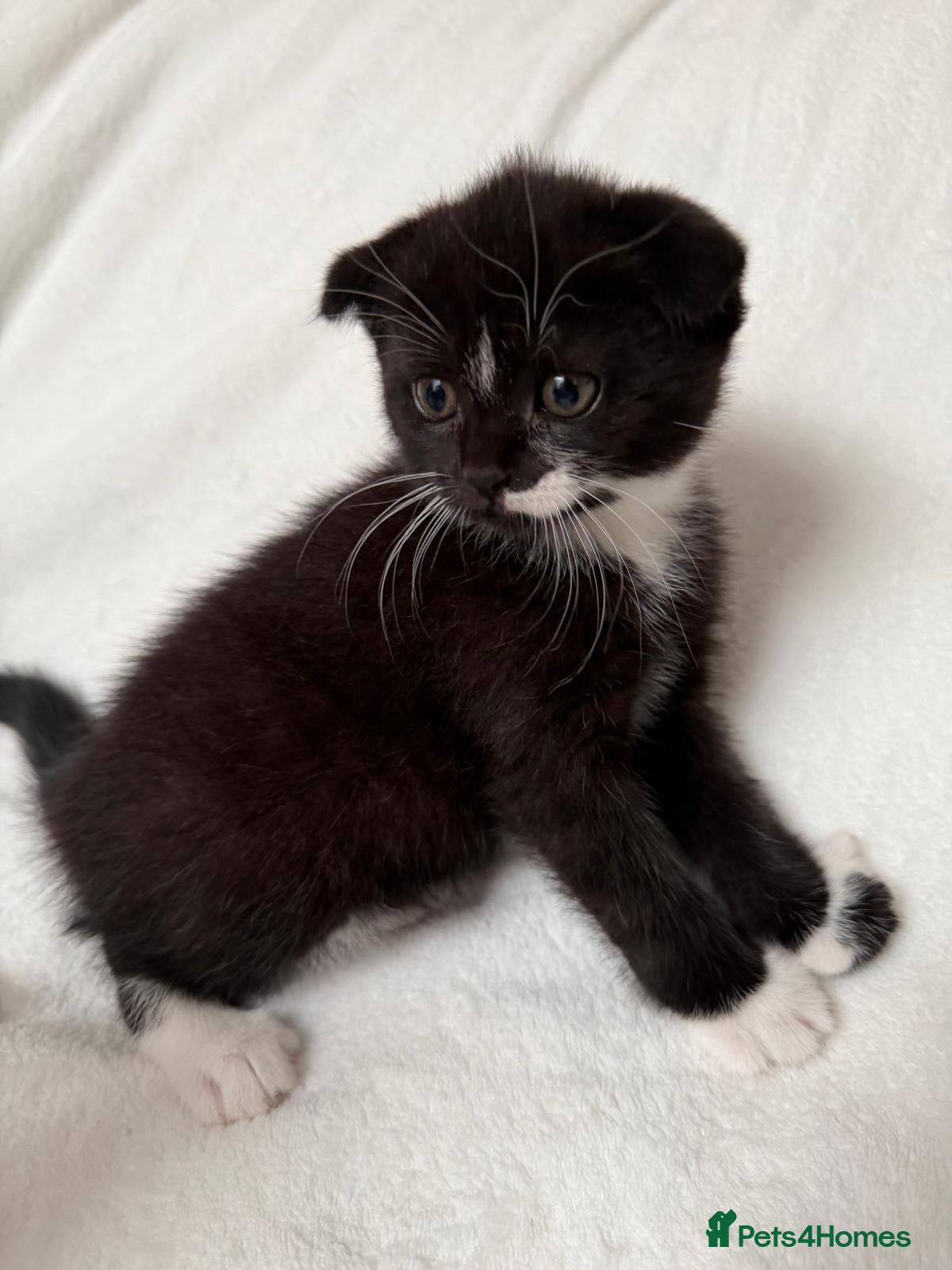 Scottish Fold cats 🤎🤍 Scottish Girls Seeking Loving Homes - Advert 1