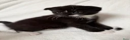 Scottish Fold cats for sale: 🤎🤍 Scottish Girls Seeking Loving Homes in London - Advert 3