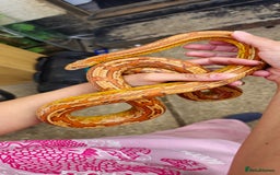 Corn Snake reptiles for sale: Corn Snakes  - Image 9