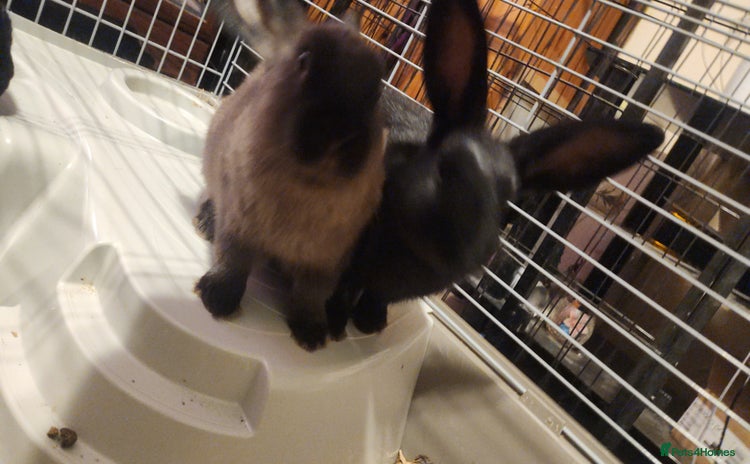 Rex rabbits - Advert 5
