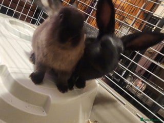 Rex rabbits - Advert 11