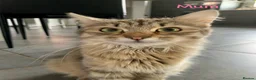 Siberian cats for sale: Siberian girl - Advert 9