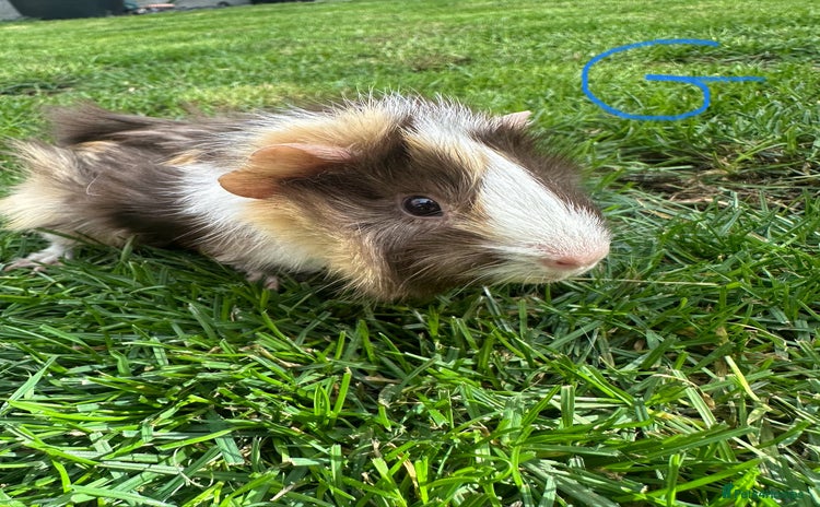 Guinea Pig rodents - Advert 2