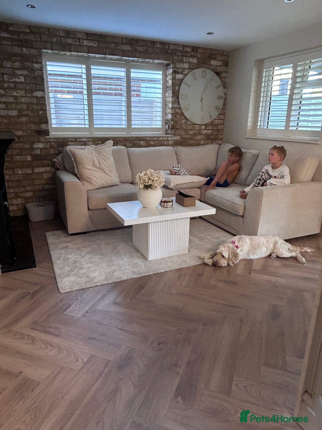 Cockapoo dogs for sale: 5 year old cockapoo girl  - Image 4