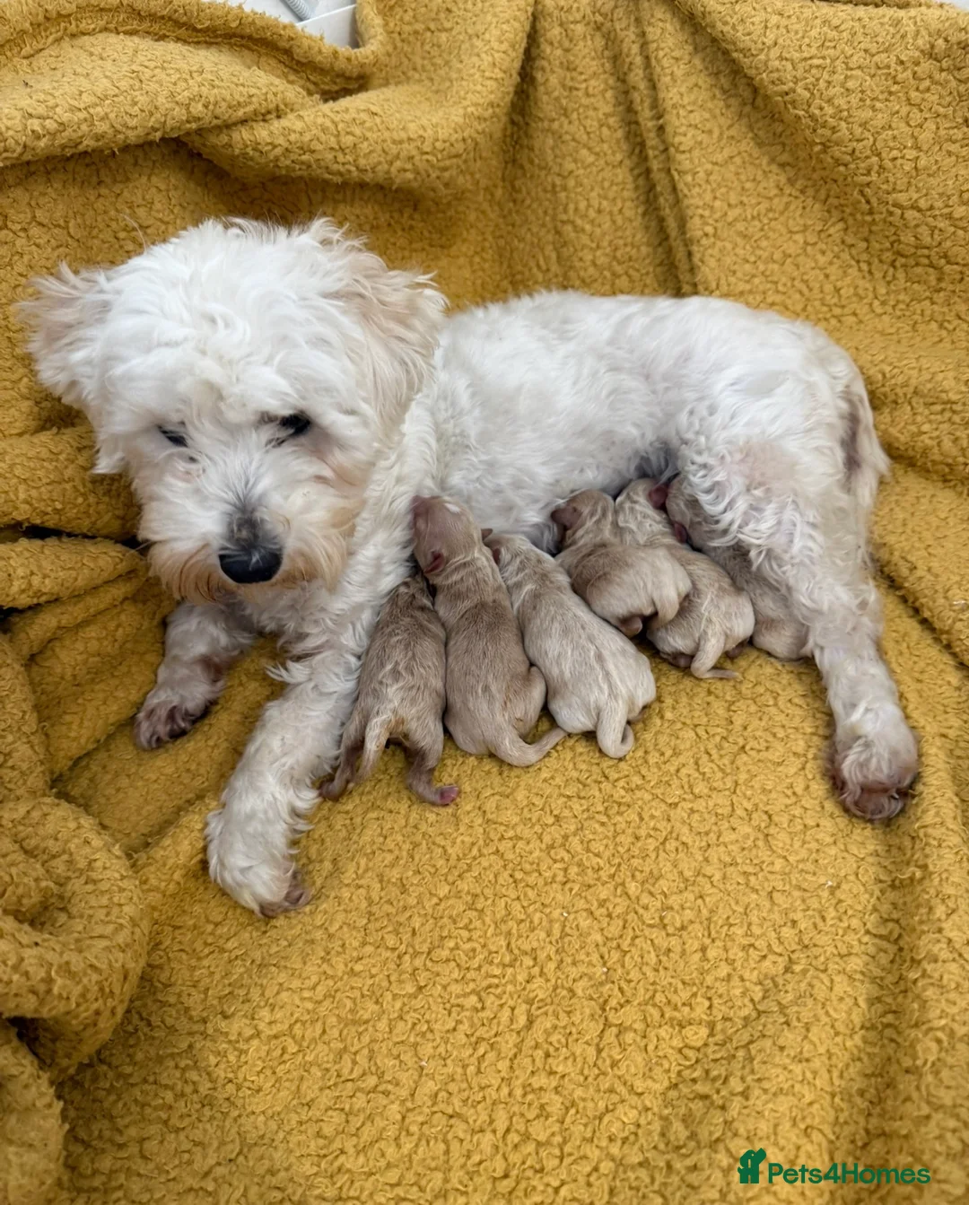 Maltipoo dogs for sale: Beautiful Maltipoo Puppies - Advert 7