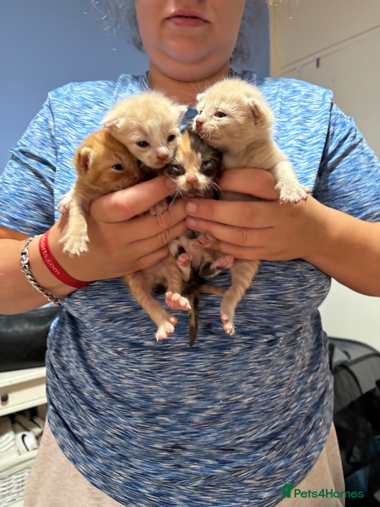 Mixed Breed cats Kittens - Advert 3