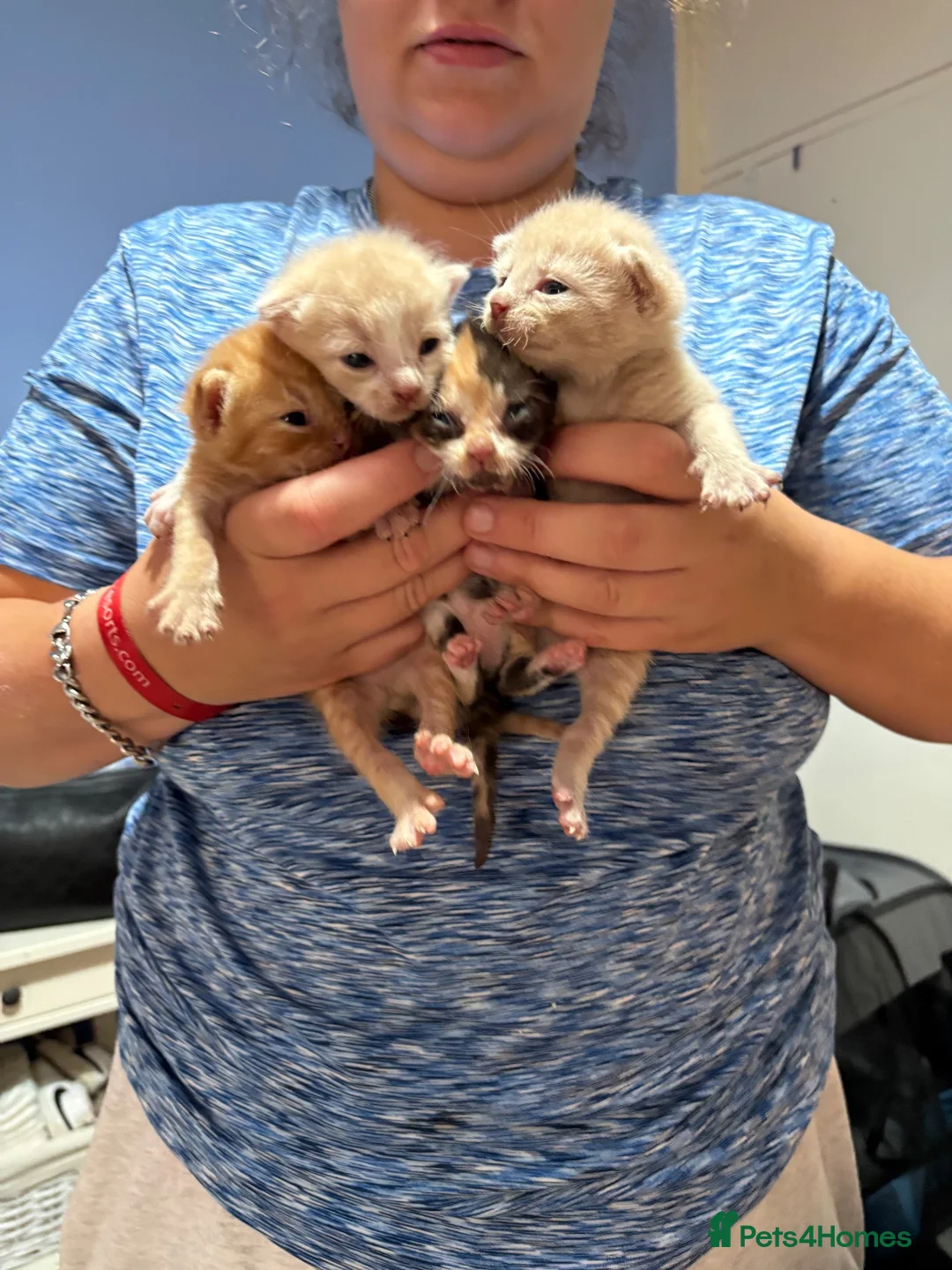 Mixed Breed cats for sale: Kittens - Advert 1