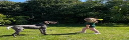 German Shorthaired Pointer dogs for adoption: Otis is desperate for his forever home  in Leominster - Advert 14