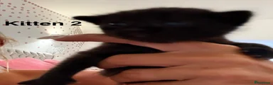 Kitten 2