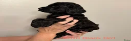 Cockapoo dogs for sale: F2Bb cockapoo puppies - Advert 19
