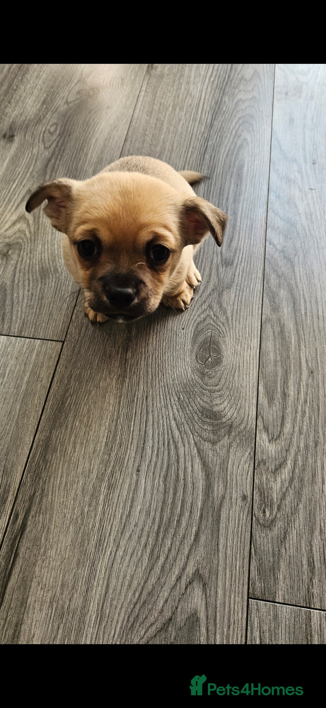 Chihuahua dogs for sale: Chihuahua puppies looking for their Forever Homes  - Image 11