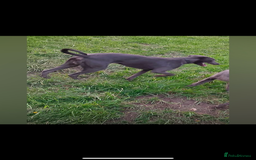 Patterdale Terrier dogs for sale: patterdales & blue lurcher for sale  - Image 6