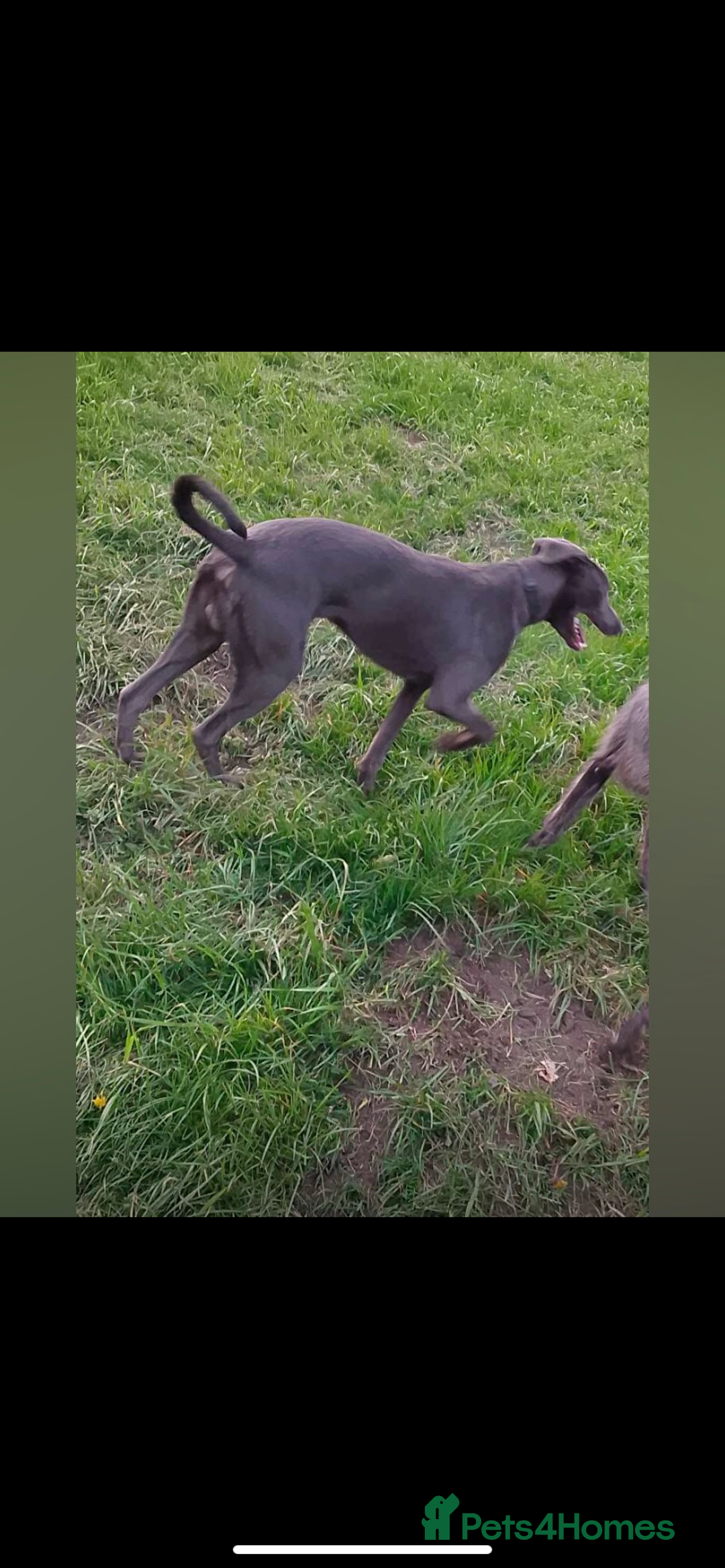 Patterdale Terrier dogs for sale: patterdales & blue lurcher for sale  - Image 6