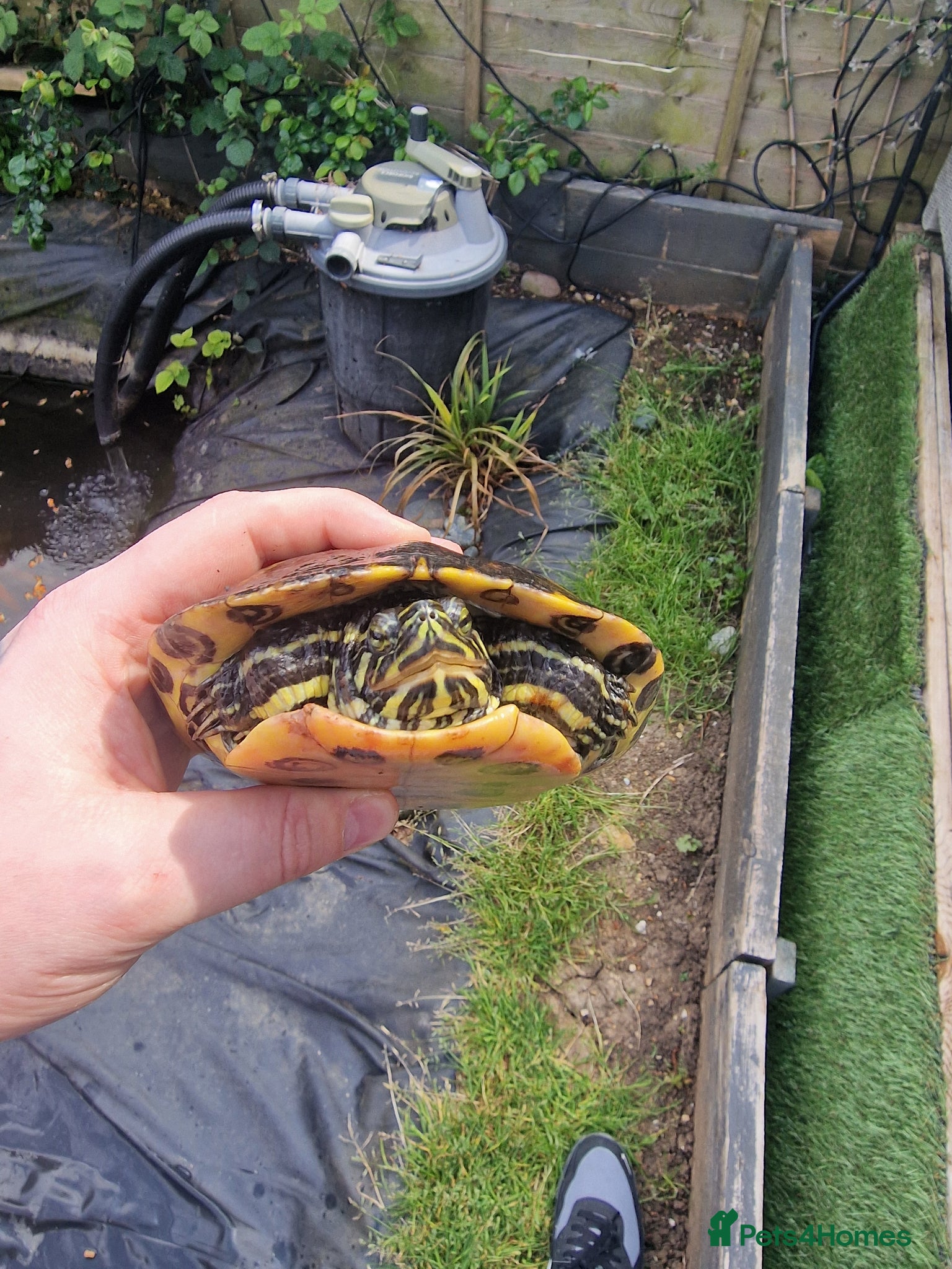 Turtle reptiles for sale: Needs a new home  - Advert 2